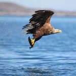 Birdwatching in East Clare