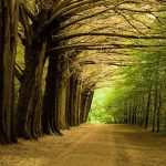 Nature trails in East Clare