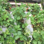 Home grown strawberries